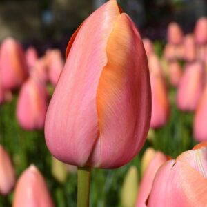 Тюльпан Dordogne 25 цибулин розмір 10/11