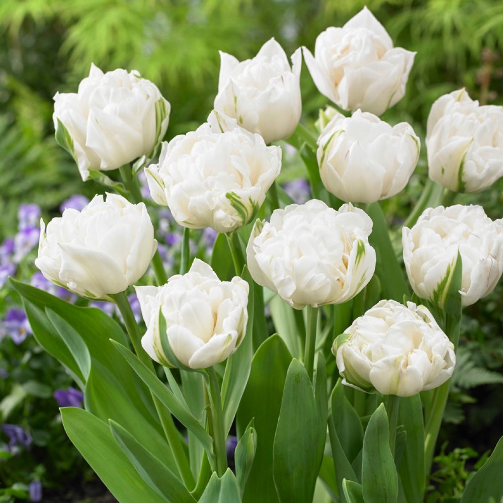 Тюльпан Маунт Такома 25 цибулин розмір 10/11