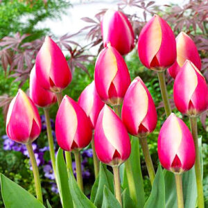 Тюльпан Russian Princess 600 цибулин розмір 12+