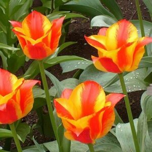 Тюльпан Чайковський 25 цибулин розмір 10/11