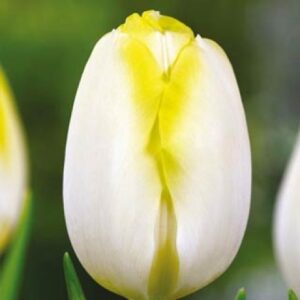 Тюльпан Bolroyal Silver 600 цибулин розмір 12+