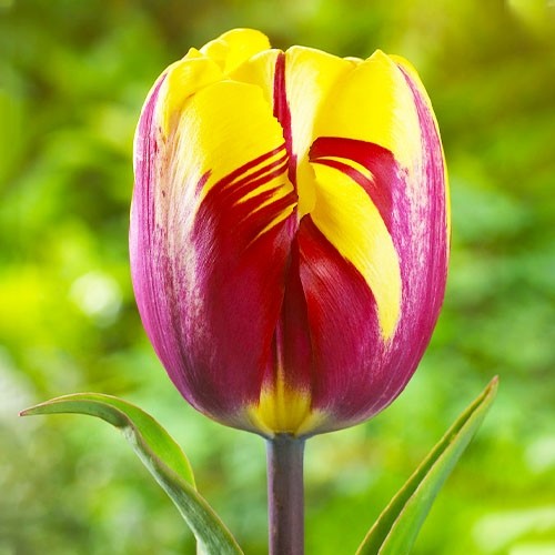 Тюльпан Ель Сід 25 цибулин розмір 10/11