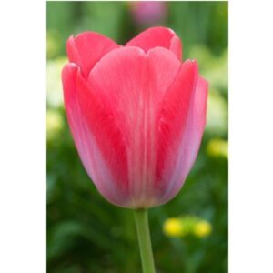 Тюльпан Елізабет Арден 25 цибулин розмір 10/11