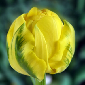 Тюльпан Golden Jewel 600 цибулин розмір 12+