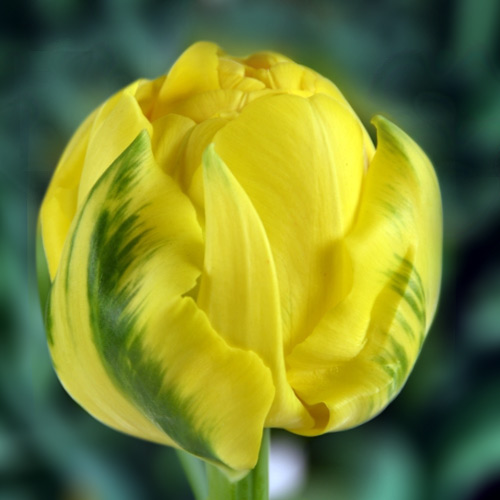 Тюльпан Golden Jewel 600 цибулин розмір 12+