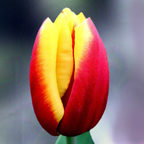 Тюльпан Reputation 600 цибулин розмір 12+