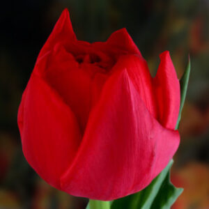 Тюльпан Sartre 600 цибулин розмір 12+