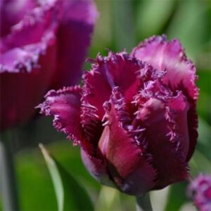 Тюльпан Тревеллер 25 цибулин розмір 10/11