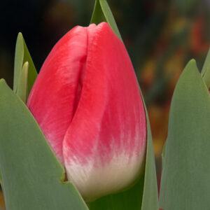 Тюльпан Vanessa 600 цибулин розмір 12+