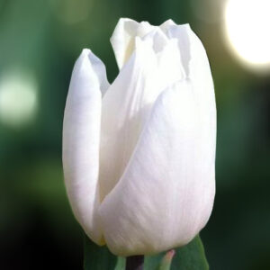 Тюльпан White Palace 600 цибулин розмір 12+