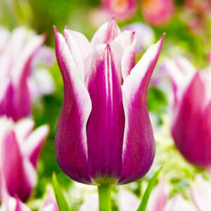 Тюльпан Claudia 600 цибулин розмір 12+