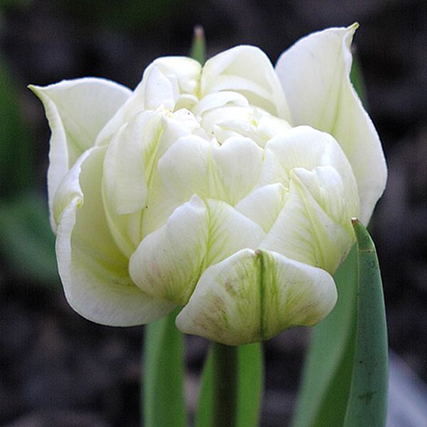 Тюльпан Глобал Дезайр 25 цибулин розмір 10/11