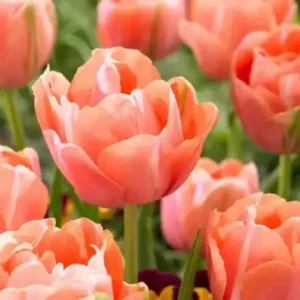 Тюльпан Ментон Екзотик 25 цибулин розмір 10/11