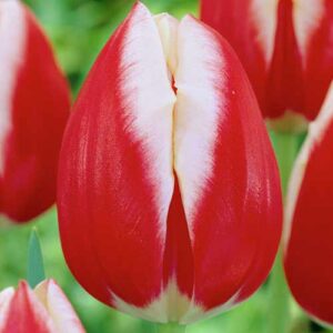 Тюльпан Lucky Strike 600 цибулин розмір 12+