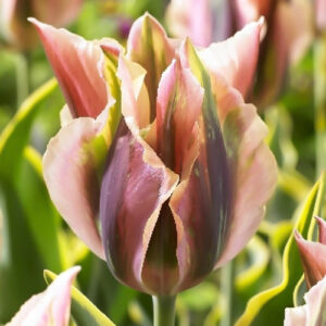 Тюльпан Грін Рівер 25 цибулин розмір 10/11