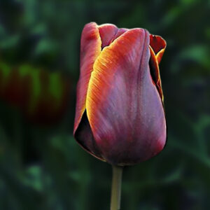 Тюльпан Abu Hassan 600 цибулин розмір 12+