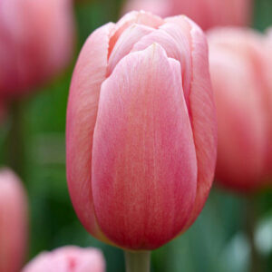Тюльпан Ace Pink 600 цибулин розмір 12+