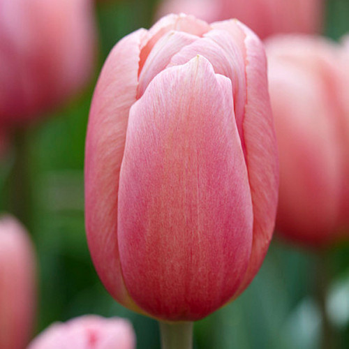 Тюльпан Ace Pink 600 цибулин розмір 12+