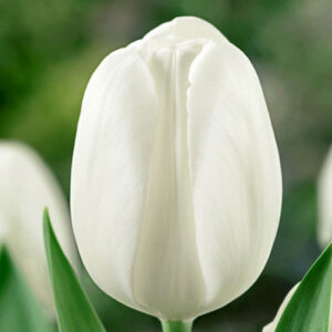 Тюльпан Ice Rif 600 цибулин розмір 12+