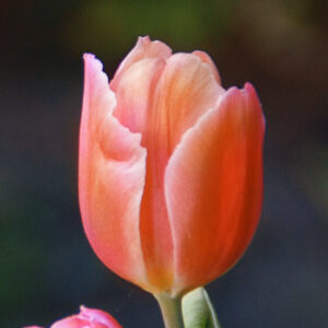 Тюльпан Acropolis 600 цибулин розмір 12+