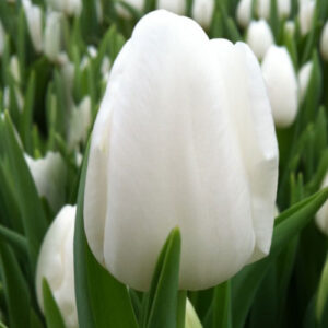 Тюльпан Albatros 600 цибулин розмір 12+