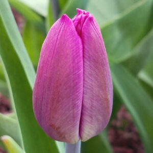 Тюльпан Alma Pavlovich 600 цибулин розмір 12+