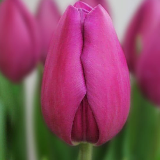 Тюльпан Amadea 600 цибулин розмір 12+