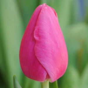 Тюльпан Анаконда 600 цибулин розмір 12+