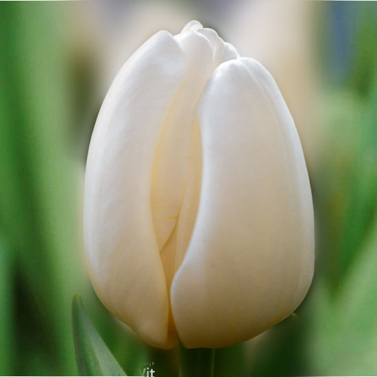 Тюльпан Antarctica 600 цибулин розмір 12+