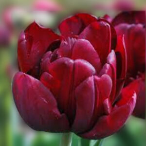 Тюльпан Antraciet 600 цибулин розмір 12+