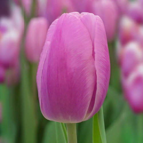 Тюльпан Argos 600 цибулин розмір 12+