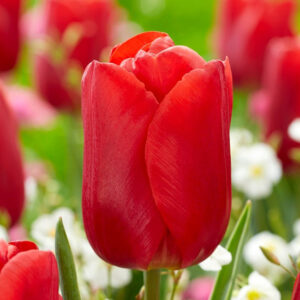 Тюльпан Arie Hoek 600 цибулин розмір 12+