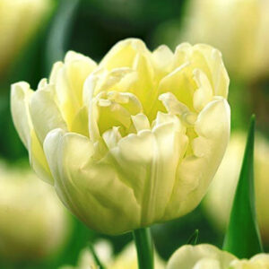 Тюльпан Avant Garde 600 цибулин розмір 12+