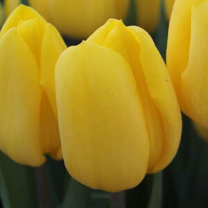 Тюльпан Avocado 600 цибулин розмір 12+