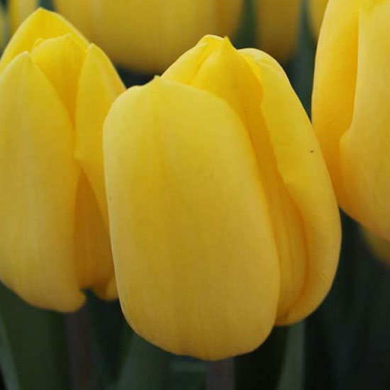 Тюльпан Avocado 600 цибулин розмір 12+