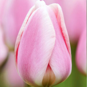 Тюльпан Barcelona beauty 600 цибулин розмір 12+