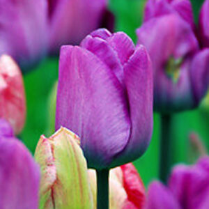 Тюльпан Боччеріні 25 цибулин розмір 10/11