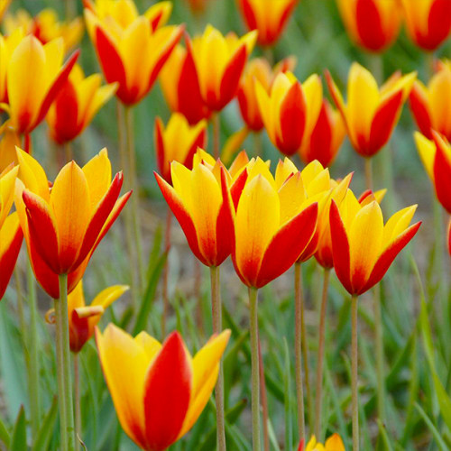 Тюльпан Клузиана Хризанта 50 цибулин розмір 5/+