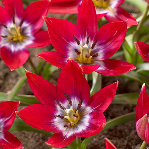 Тюльпан Тіні Тімо 50 цибулин розмір 5/+