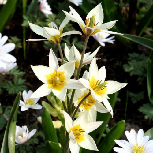 Тюльпан Turkestanica 50 цибулин розмір 5/+