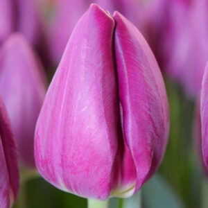 Тюльпан Bullit 600 цибулин розмір 12+