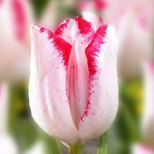 Тюльпан Beauty Trend 600 цибулин розмір 12+