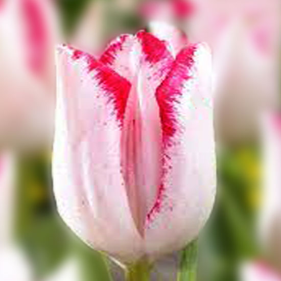 Тюльпан Beauty Trend 600 цибулин розмір 12+