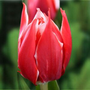 Тюльпан Championship 600 цибулин розмір 12+