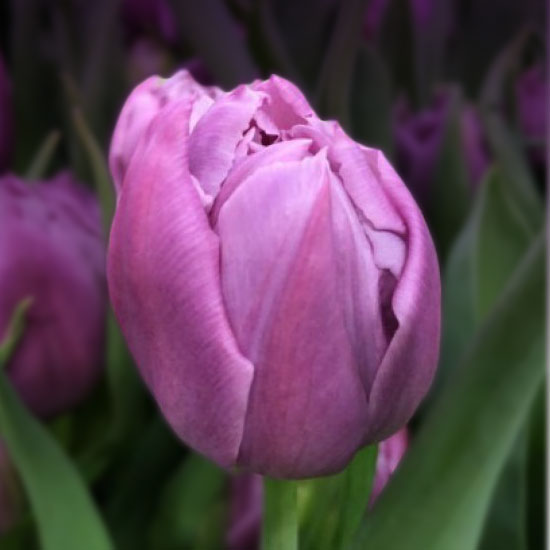 Тюльпан Double Price 600 цибулин розмір 12+