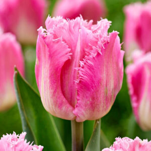 Тюльпан Даллас упаковка 30 цибулин розмір 10/11