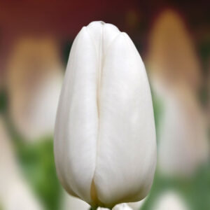 Тюльпан Darwisnow 600 цибулин розмір 12+