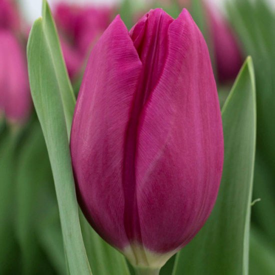 Тюльпан Delta Graffity 600 цибулин розмір 12+