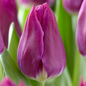 Тюльпан Destination 600 цибулин розмір 12+