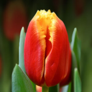 Тюльпан Davenport